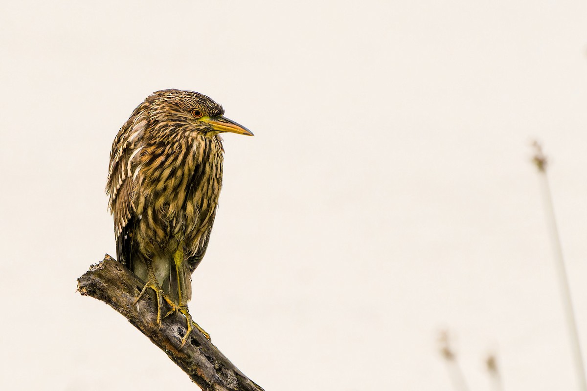 kvakoš noční - ML646635709