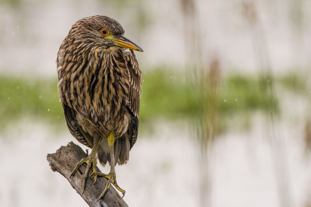 kvakoš noční - ML646635711