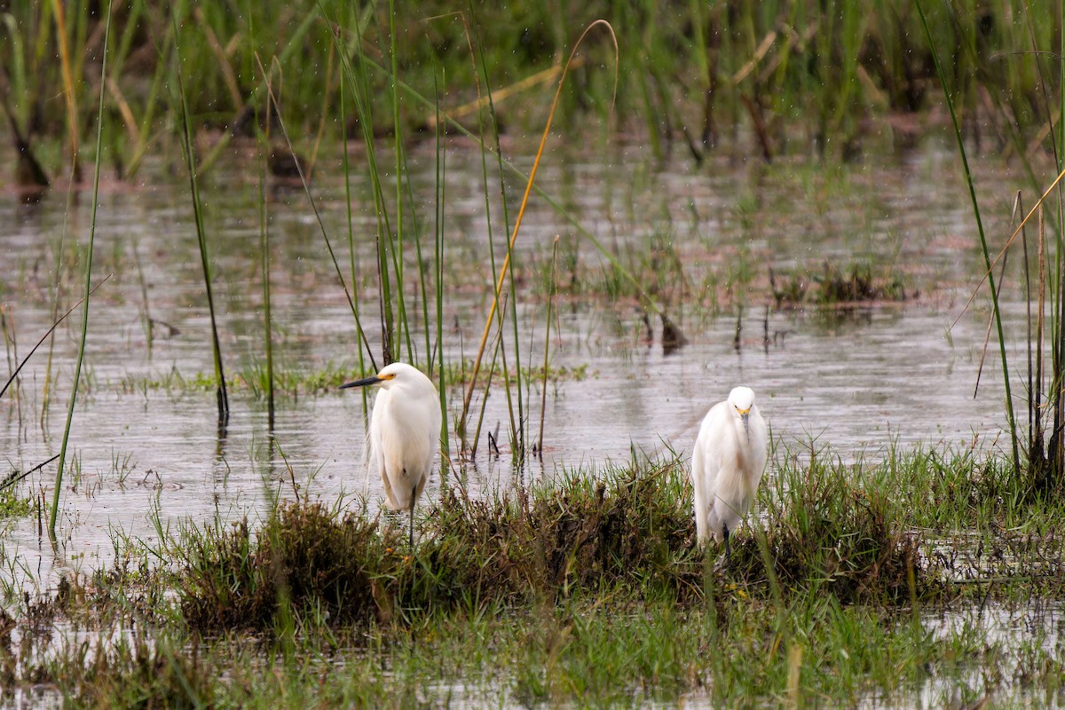 Great Egret - ML646635712