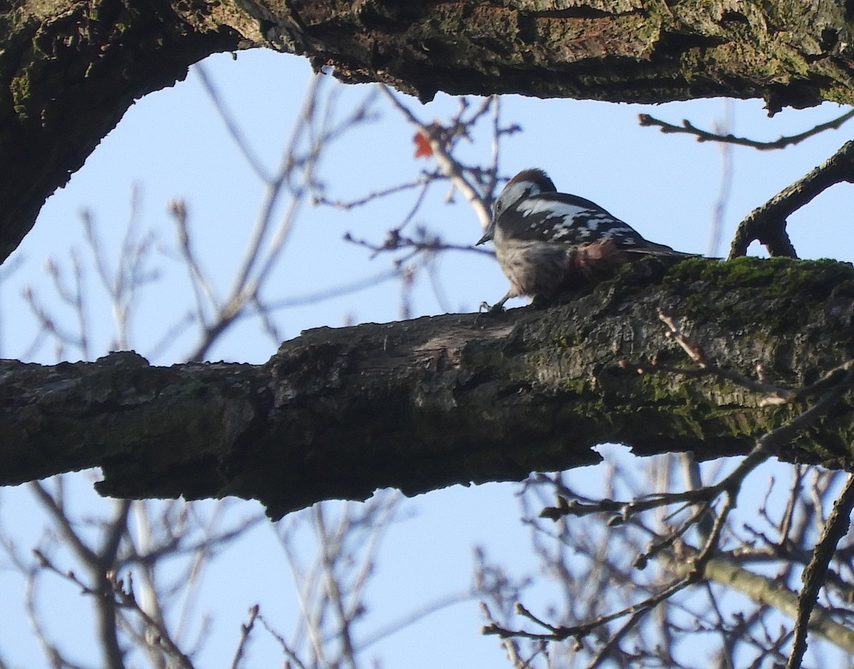 נקר בינוני - ML646635713