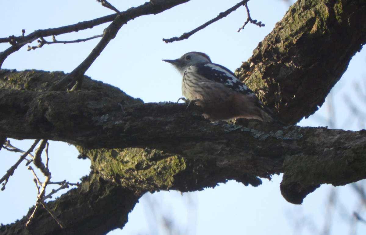 נקר בינוני - ML646635714