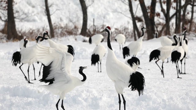 Журавель японський - ML646635716