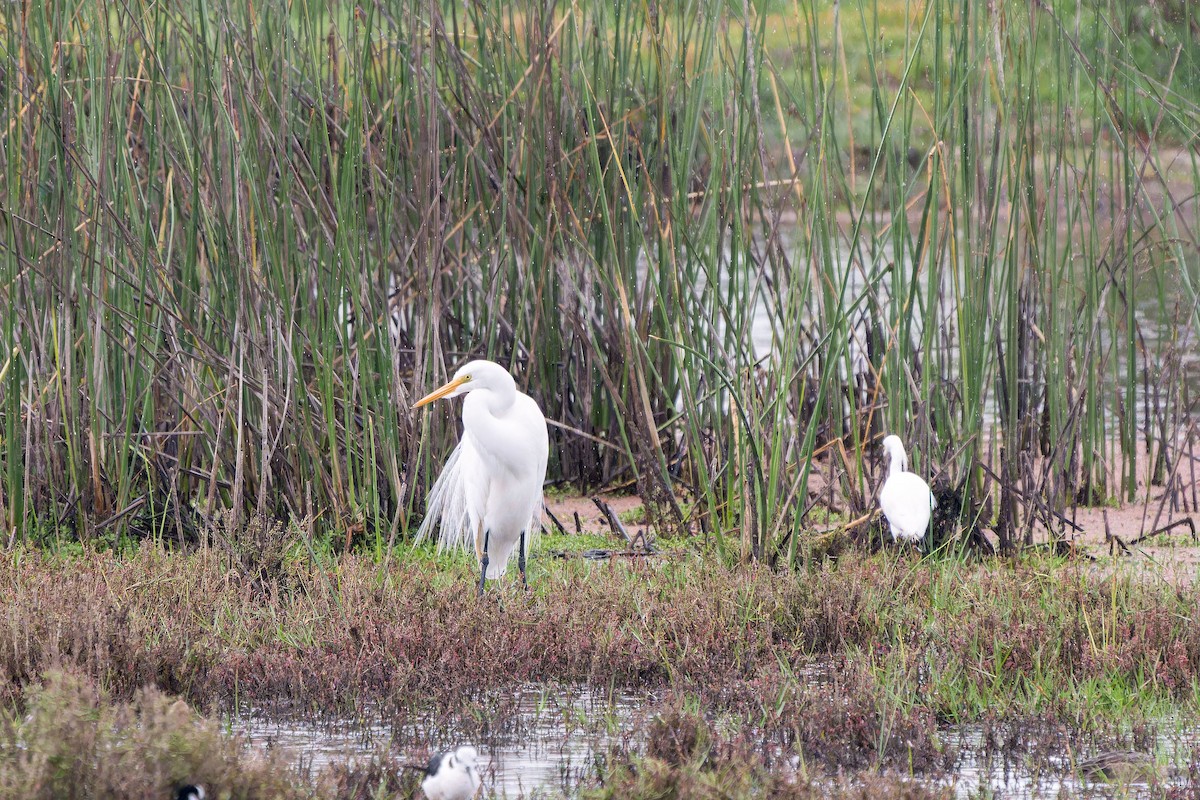 Snowy Egret - ML646635717