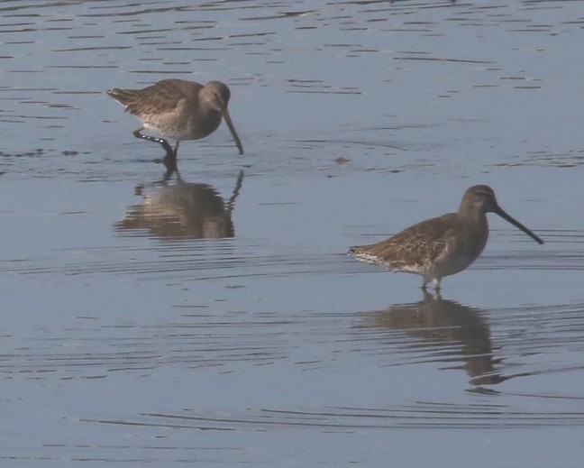 Неголь довгодзьобий - ML646635718