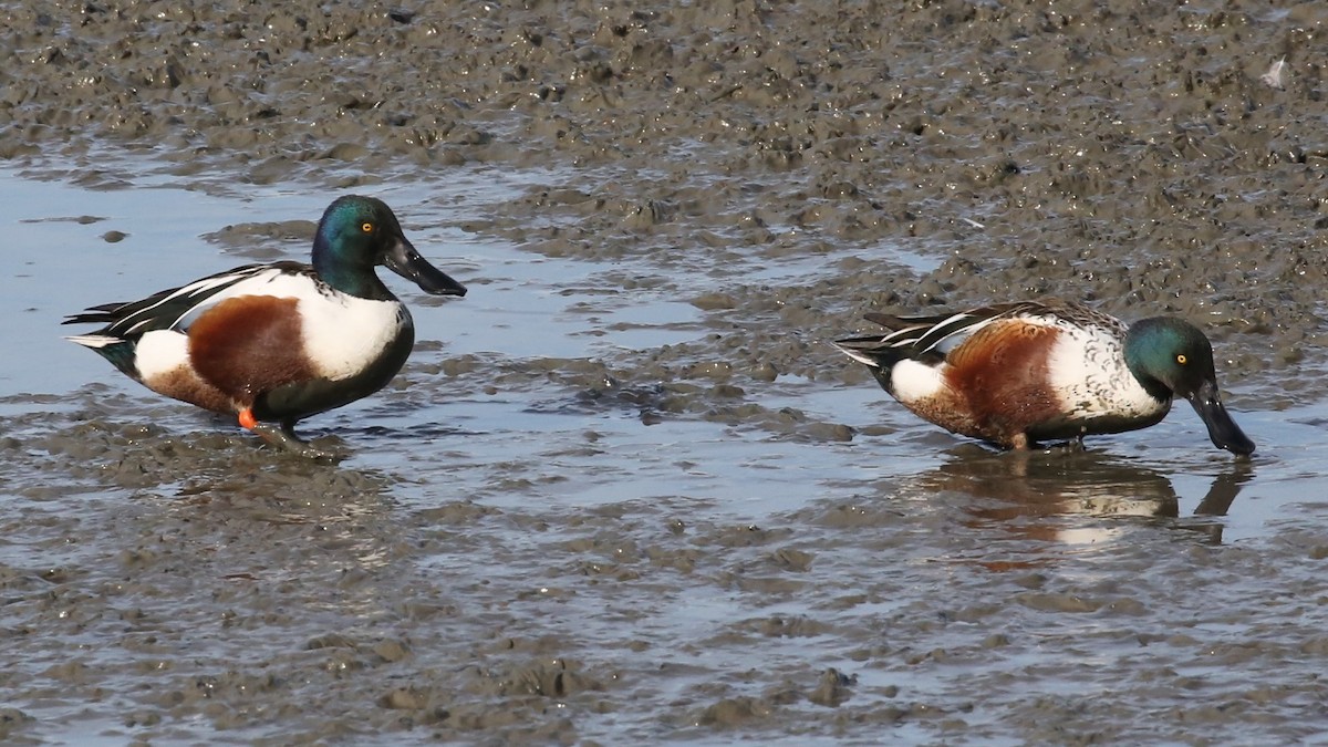 Широконіска північна - ML646635719