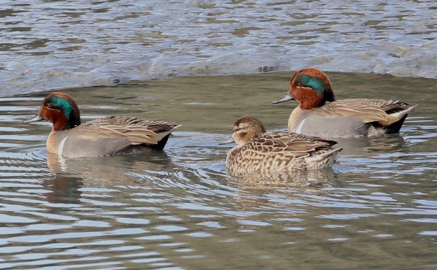 Чирянка мала - ML646635720