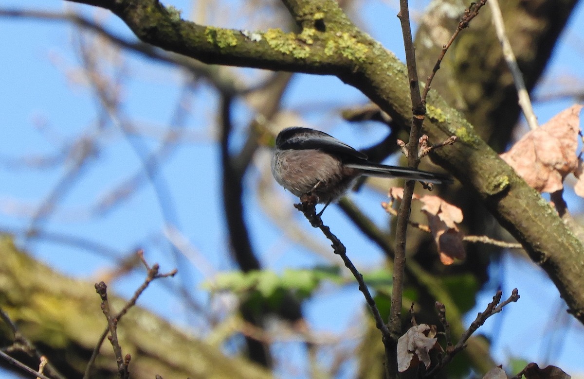 ירגזי זנבתן - ML646635721