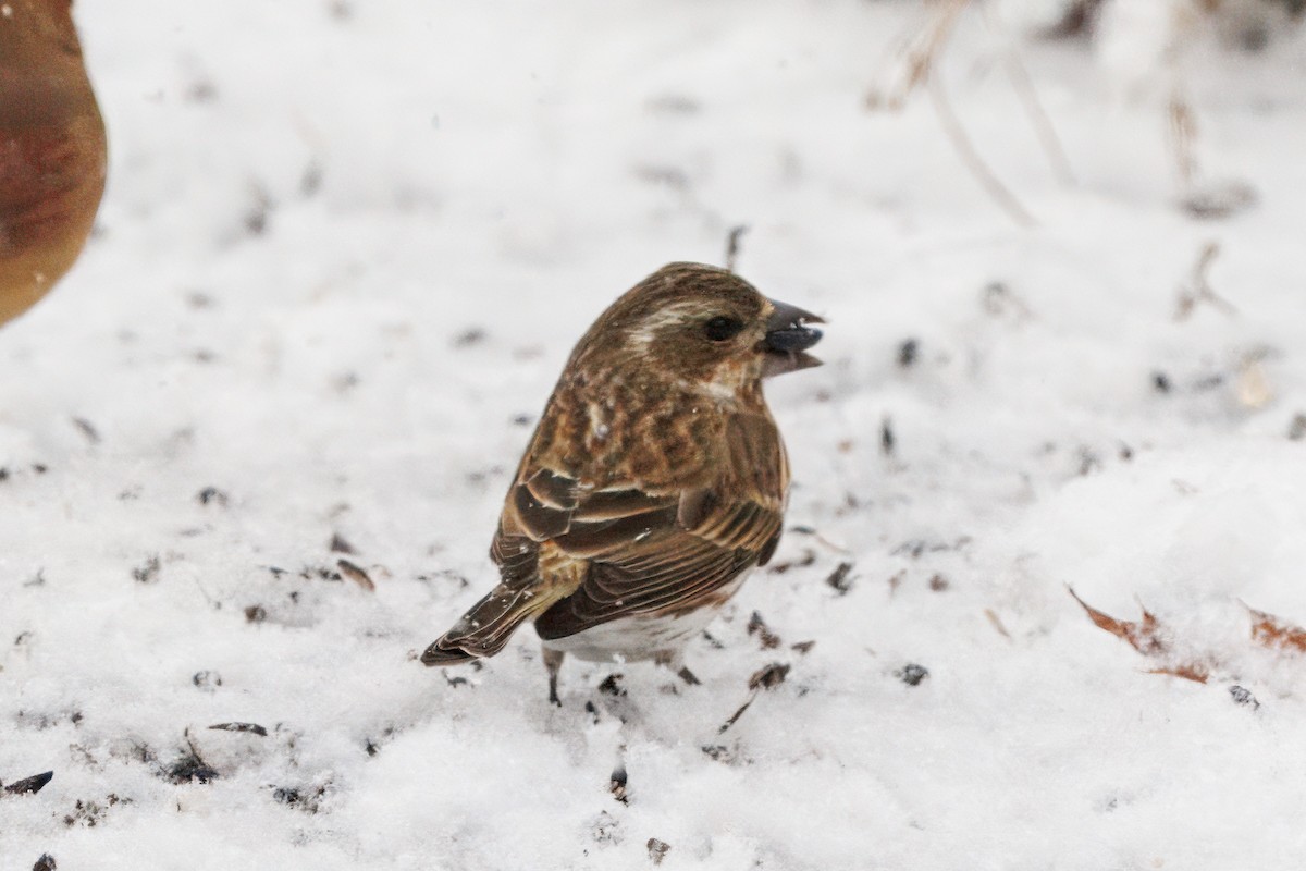 Purple Finch - ML646635722
