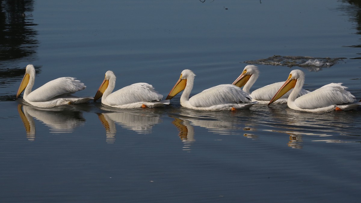 Пелікан рогодзьобий - ML646635725