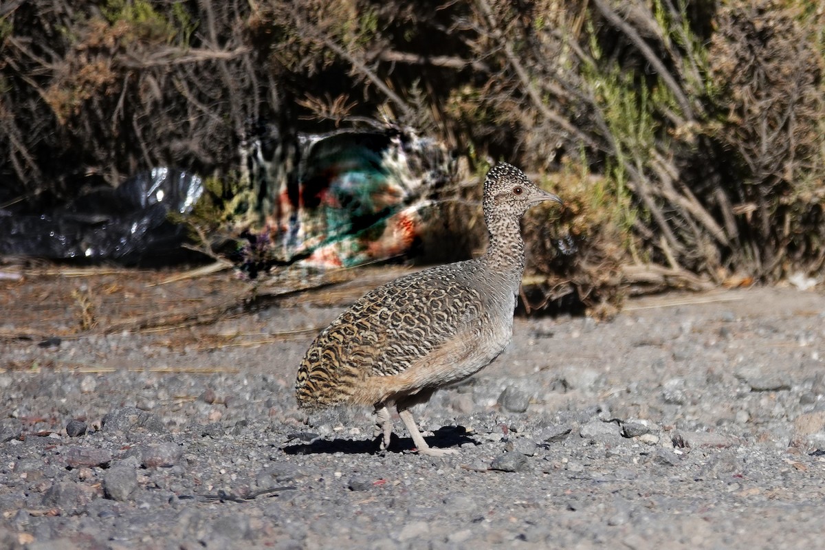 Ornate Tinamou - ML646635736