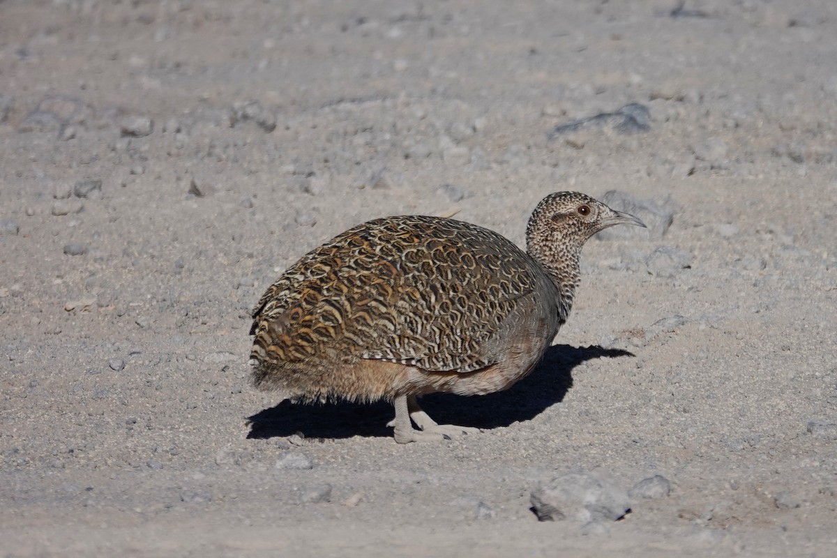 Ornate Tinamou - ML646635737