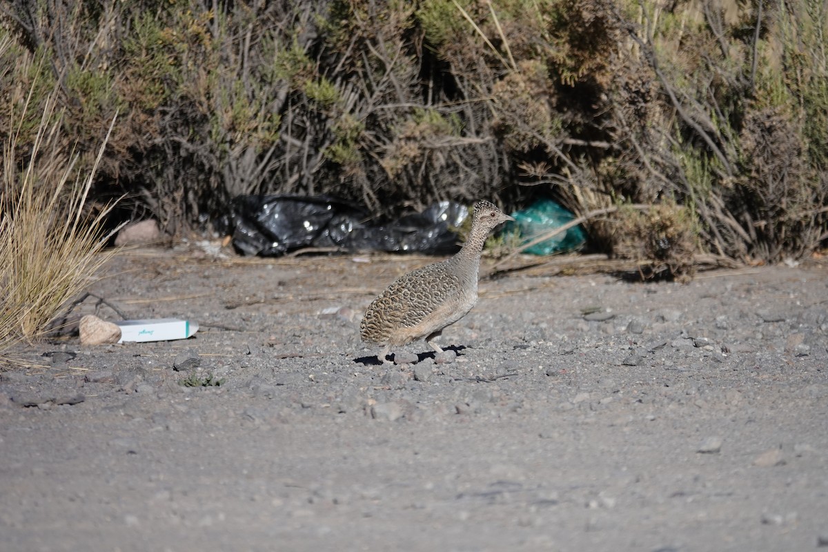 Ornate Tinamou - ML646635738