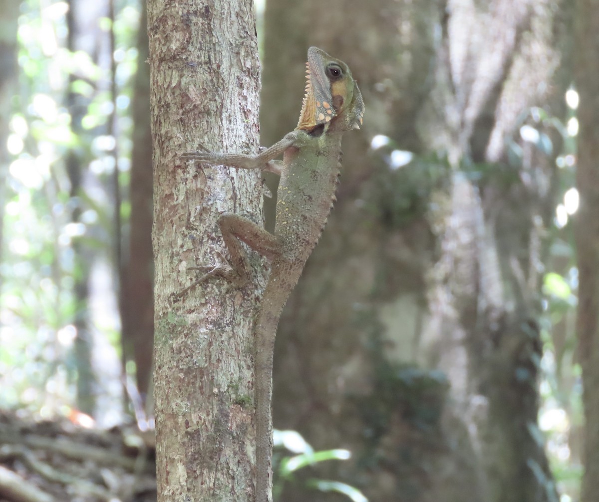 Boyd's Forest Dragon - ML646635741