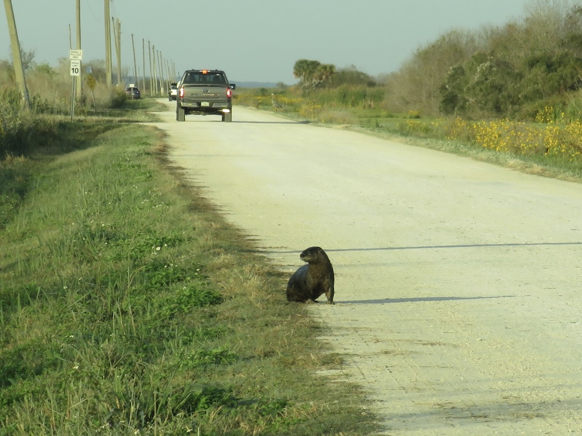 Southeastern River Otter - ML646635744