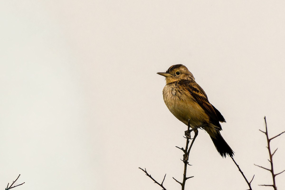 Spectacled Tyrant - ML646635745