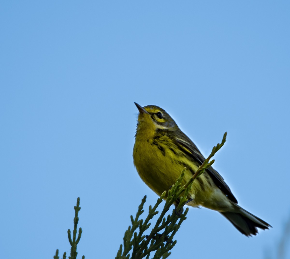 Prairie Warbler - ML646635746