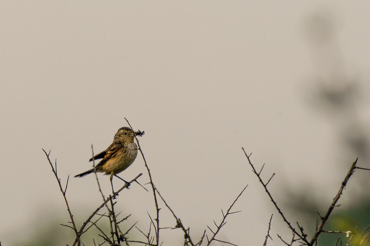 Spectacled Tyrant - ML646635748