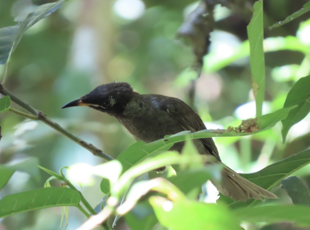 Медник чорновусий - ML646635749