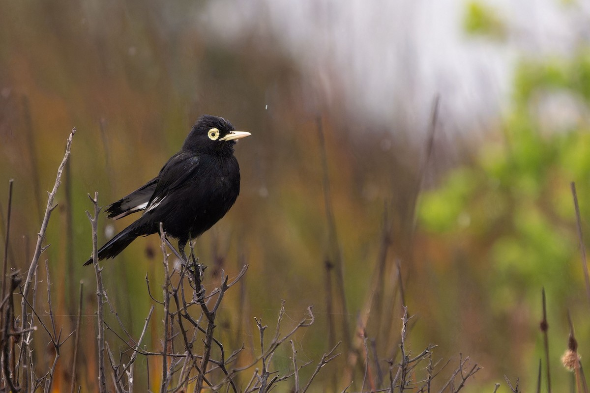 Spectacled Tyrant - ML646635750