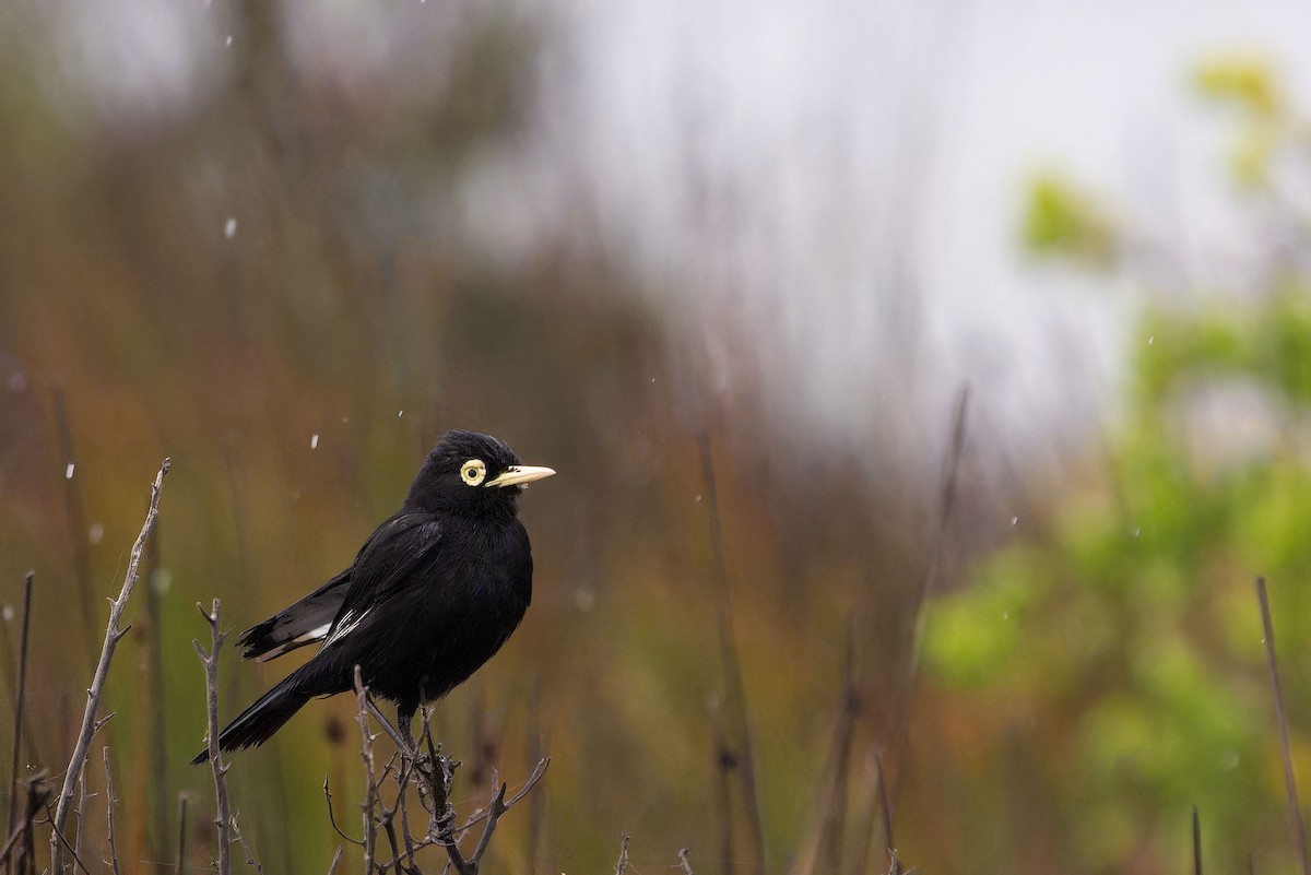 Spectacled Tyrant - ML646635751
