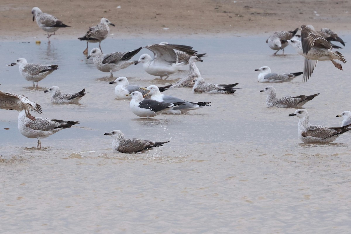 Lesser Black-backed Gull - ML646635752
