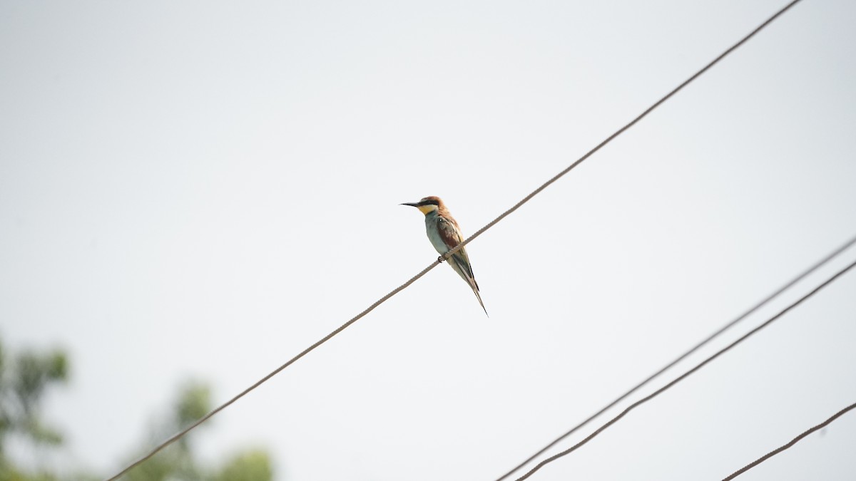 European Bee-eater - ML646635753