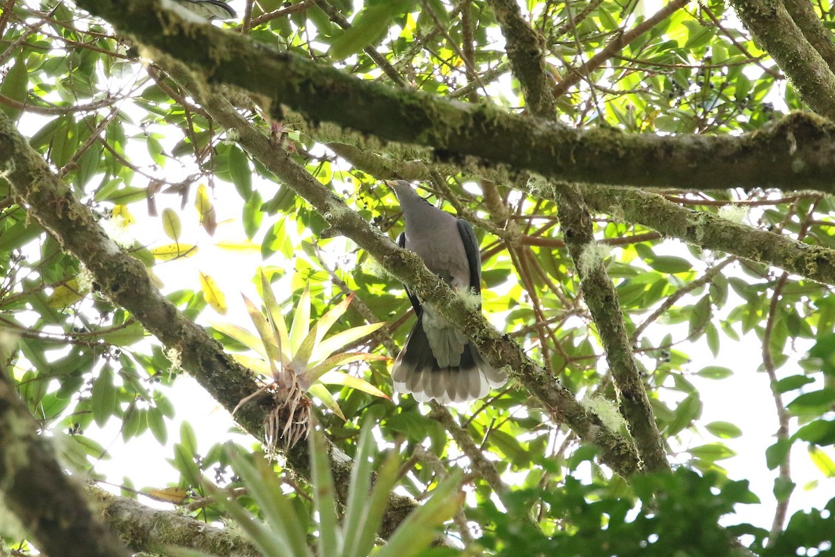 Band-tailed Pigeon - ML646635754