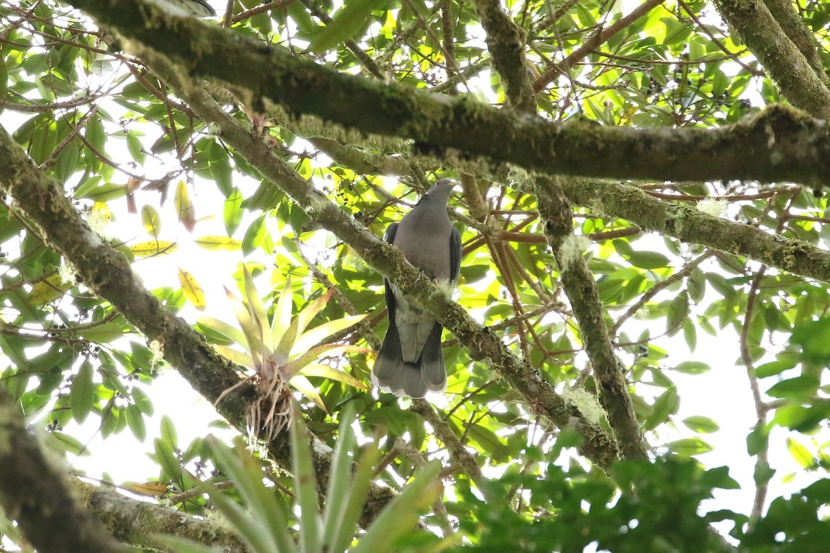 Band-tailed Pigeon - ML646635755