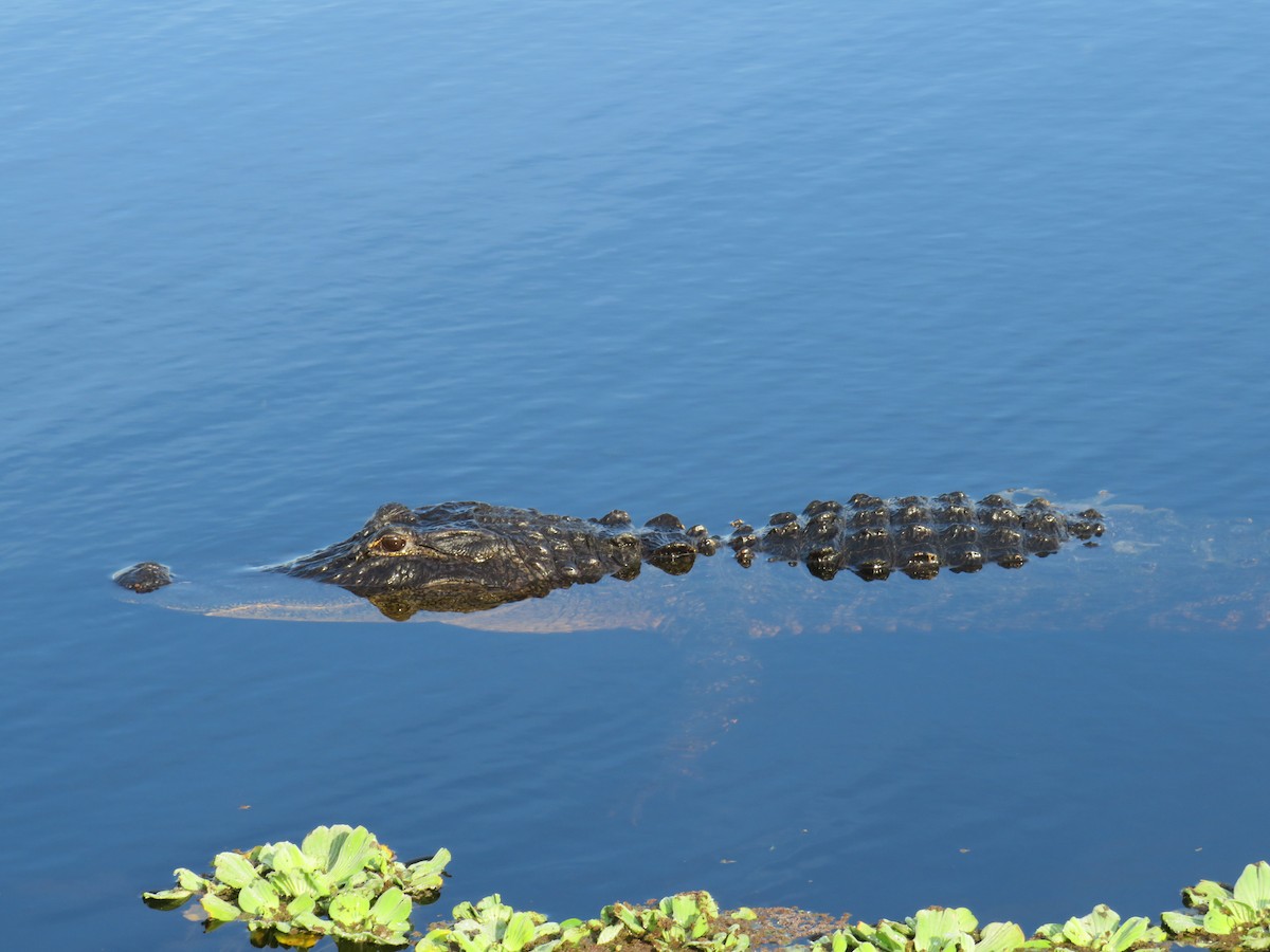 American Alligator - ML646635756