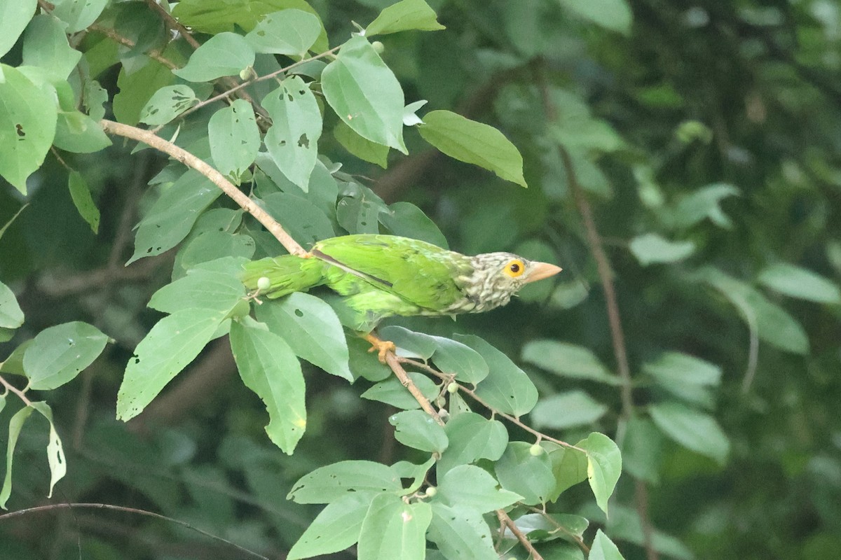 Полосатый бородастик - ML646635758