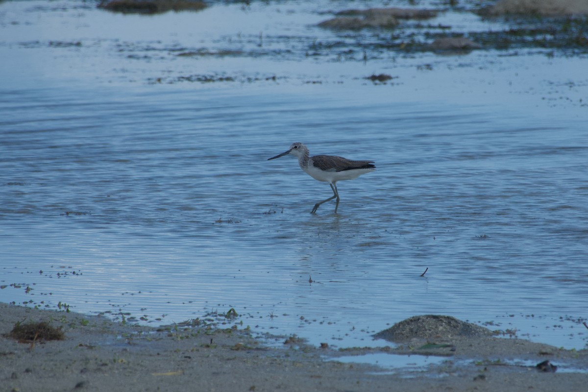 Большой улит - ML646635759