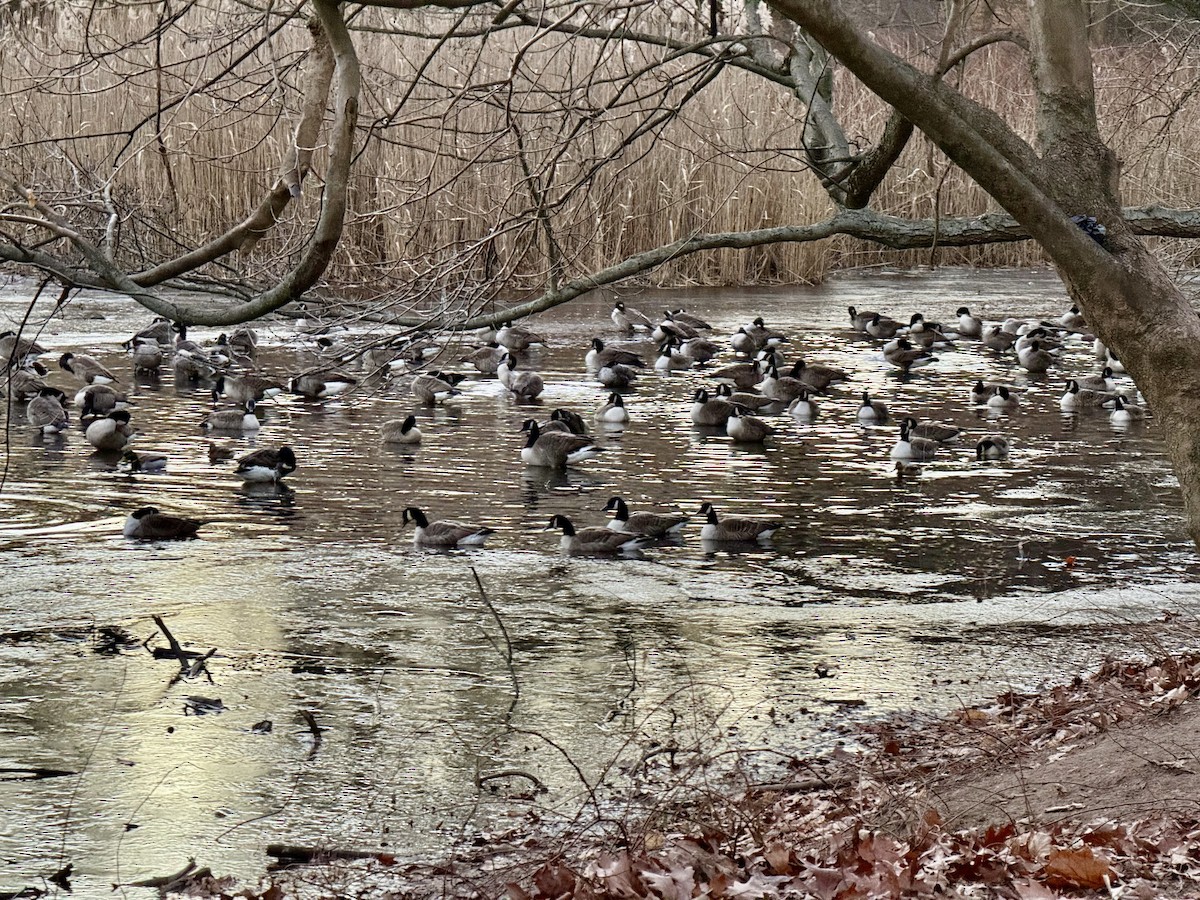Canada Goose - ML646635760