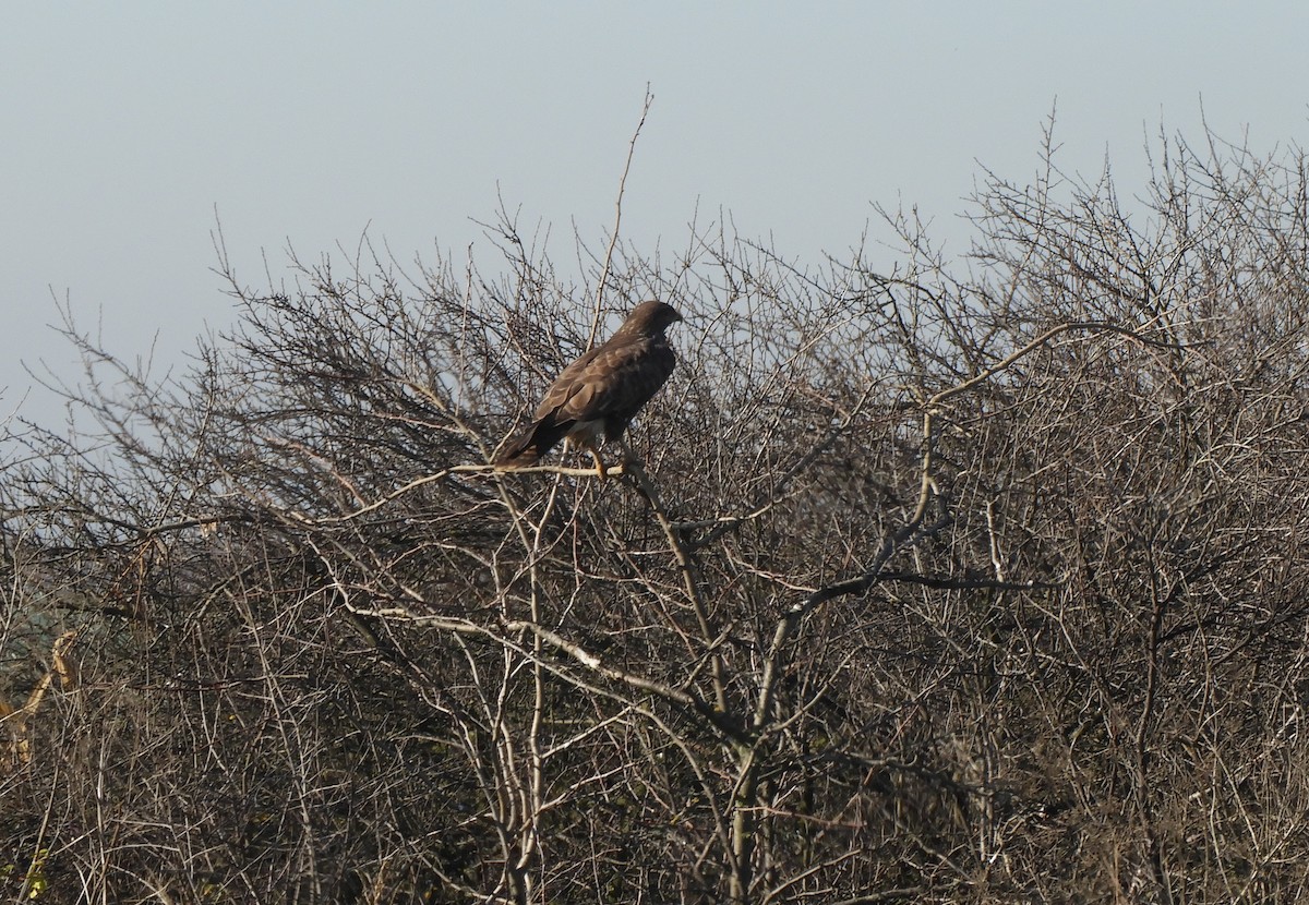 עקב חורף - ML646635761