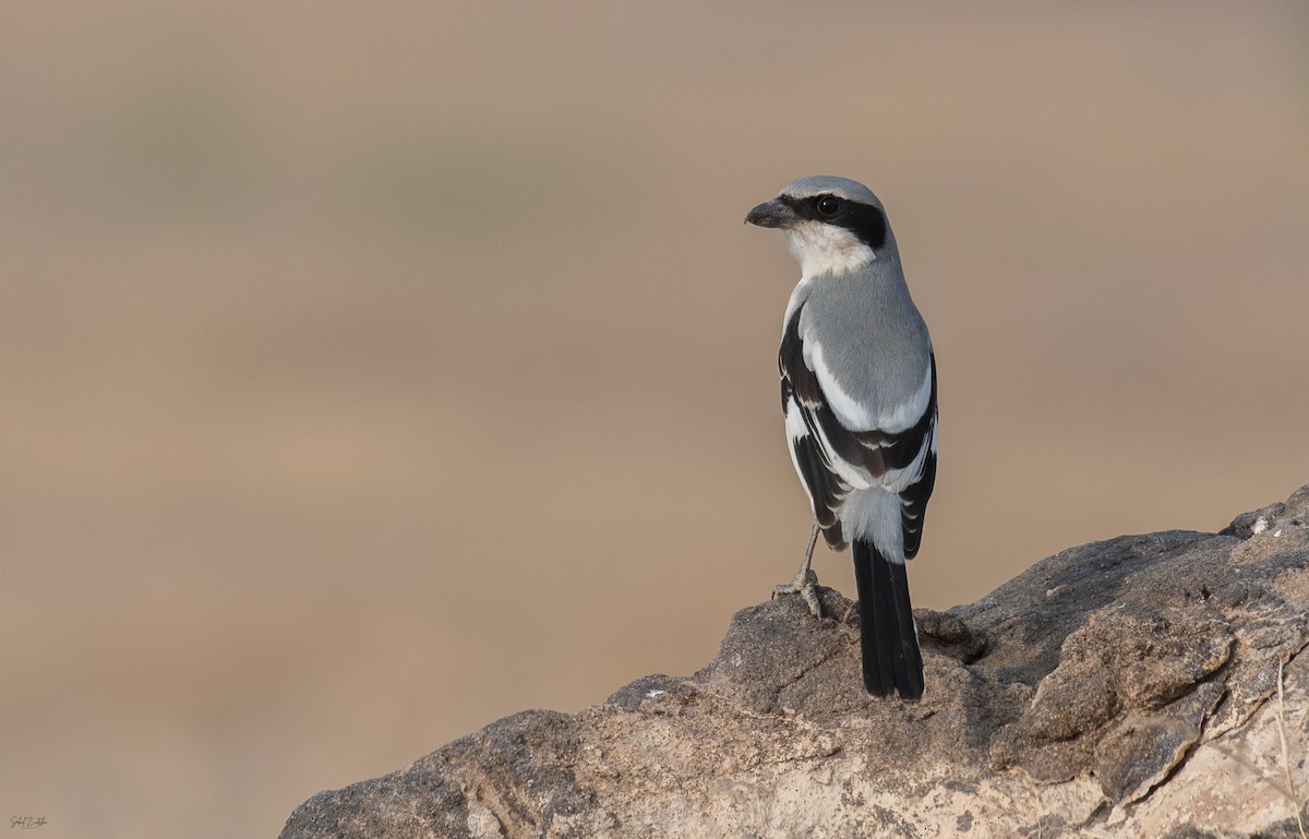 Pie-grièche grise - ML646635762