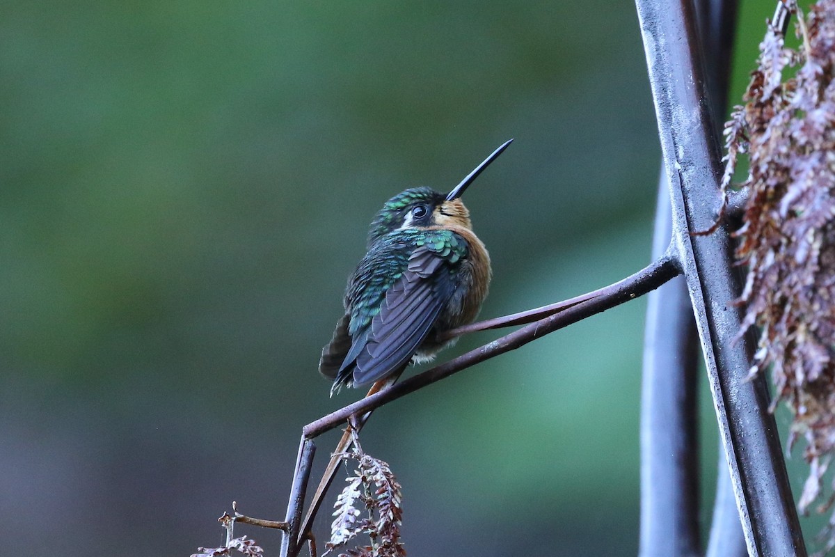 Purple-throated Mountain-gem - ML646635765