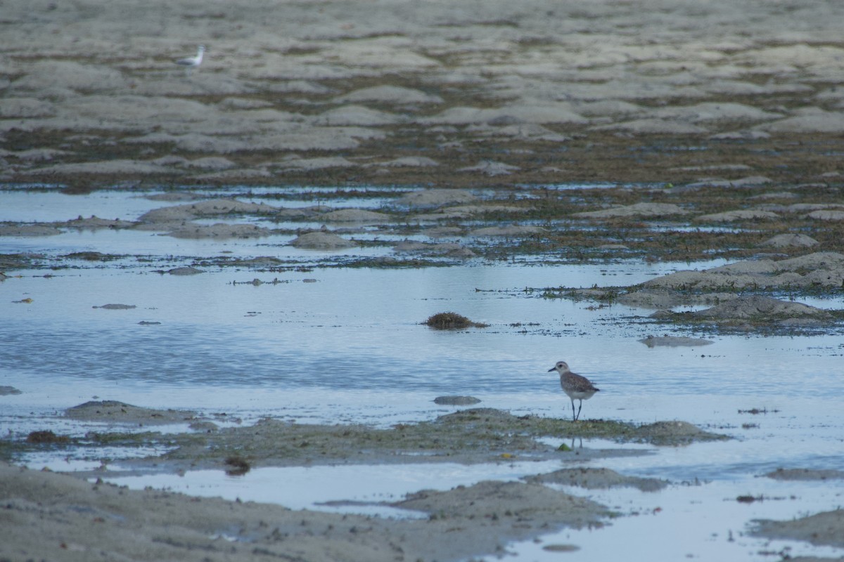 Тулес - ML646635767