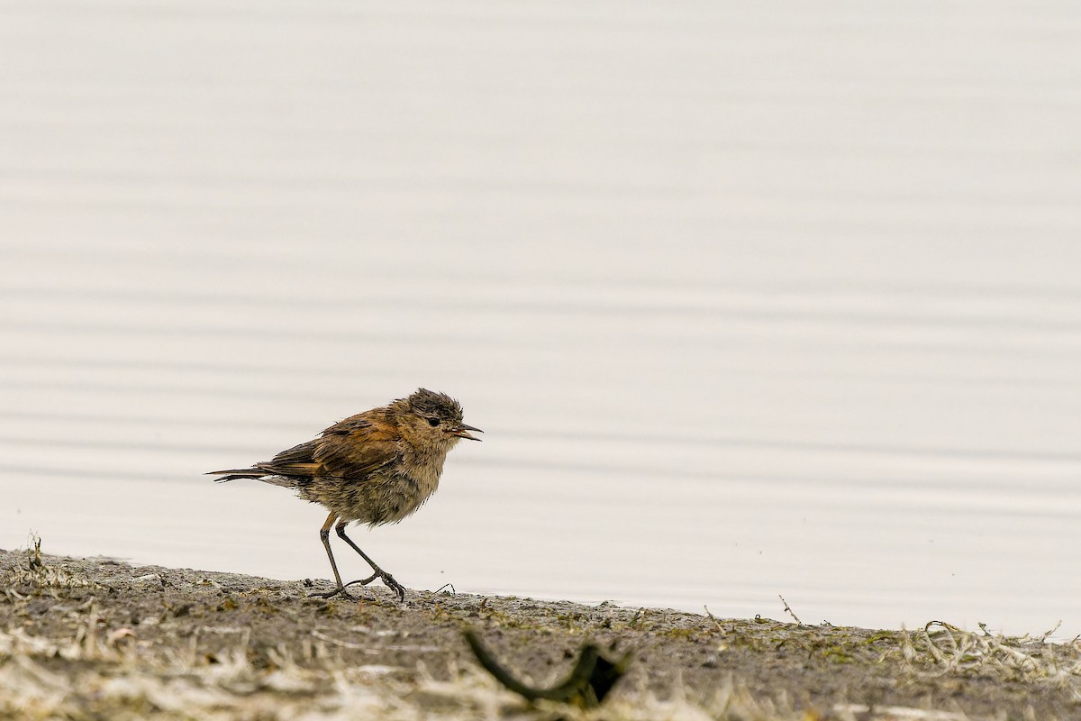 Austral Negrito - ML646635768