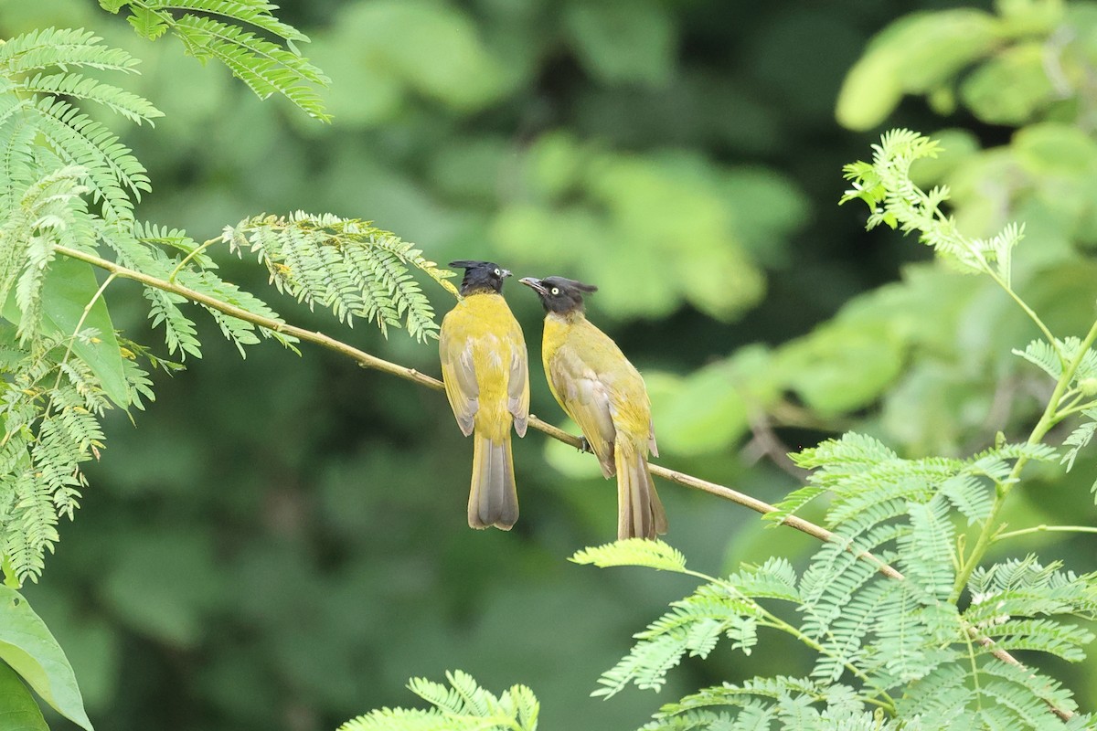 Чернохохлый бюльбюль - ML646635769