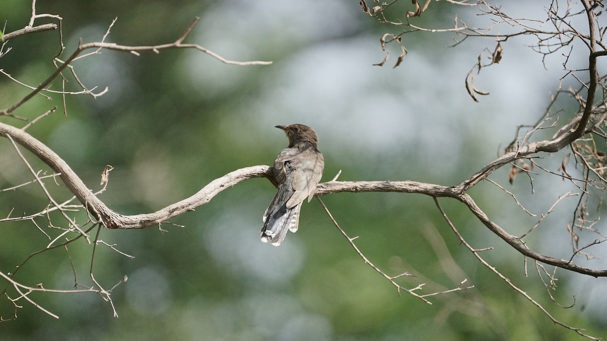 kukačka šedobřichá - ML646635770