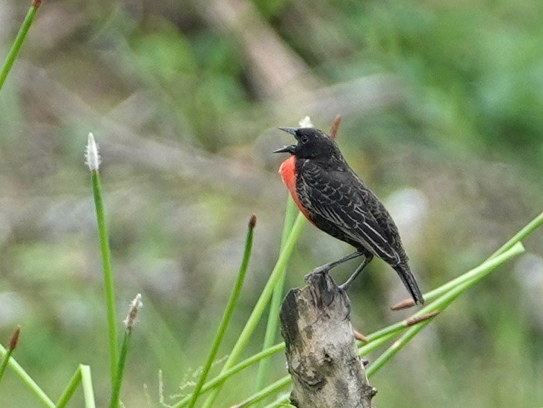 Red-breasted Meadowlark - ML646635771