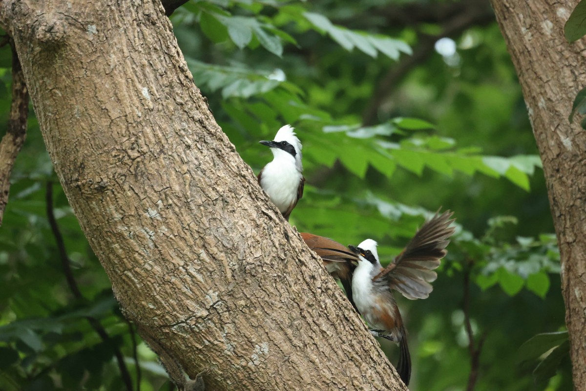 Белохохлая кустарница - ML646635773