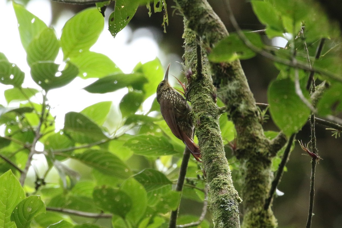 Spot-crowned Woodcreeper - ML646635777