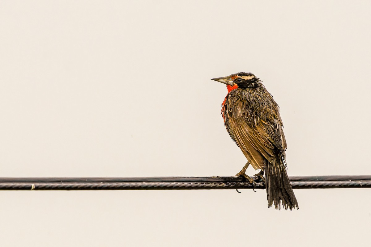 Long-tailed Meadowlark - ML646635778