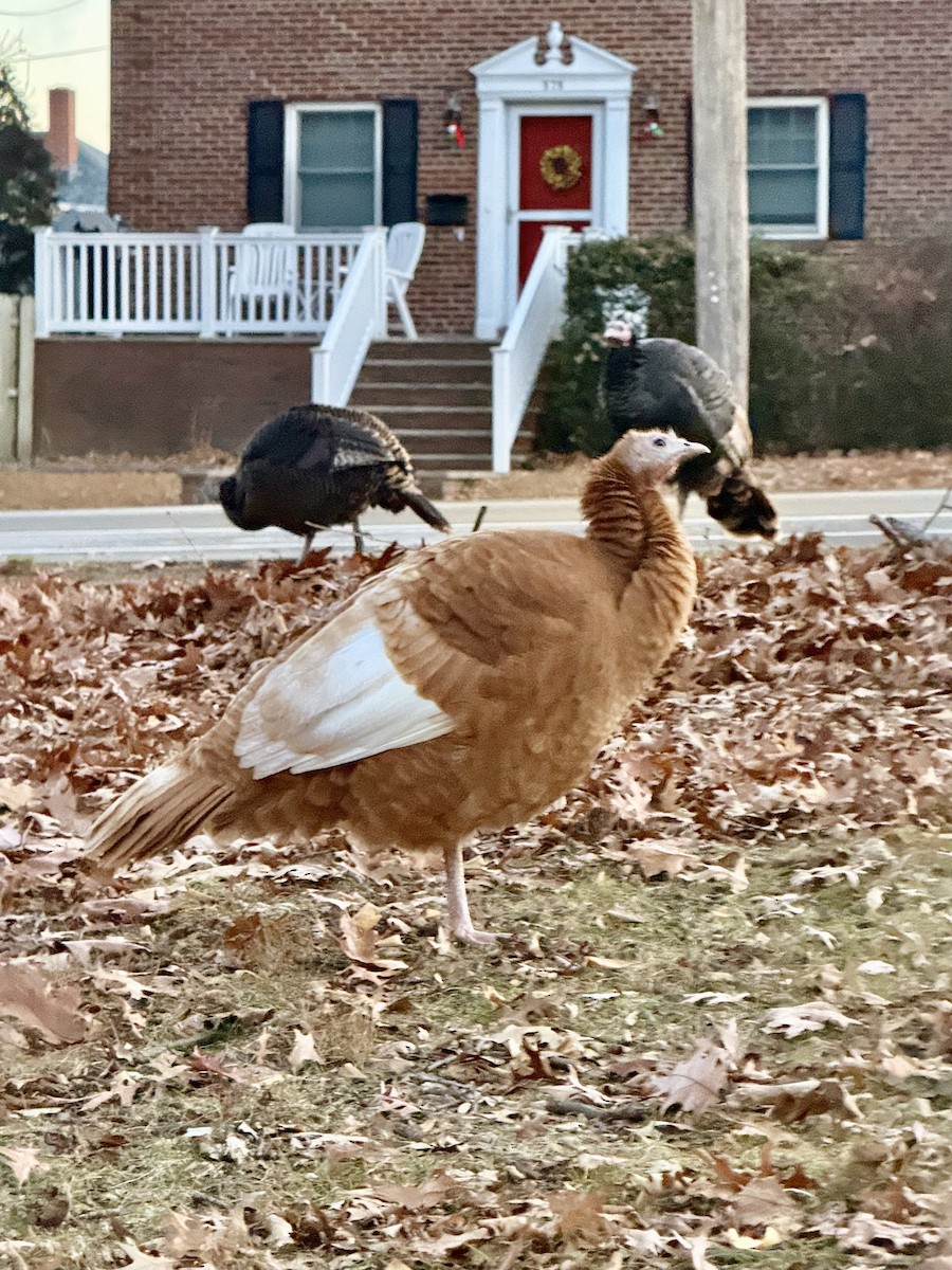 シチメンチョウ - ML646635779