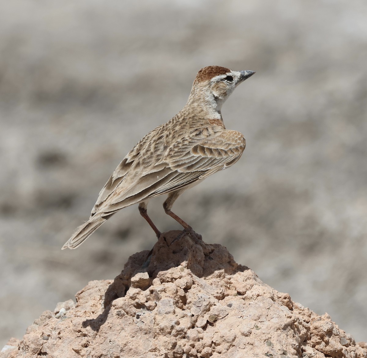 Red-capped Lark - ML646635781