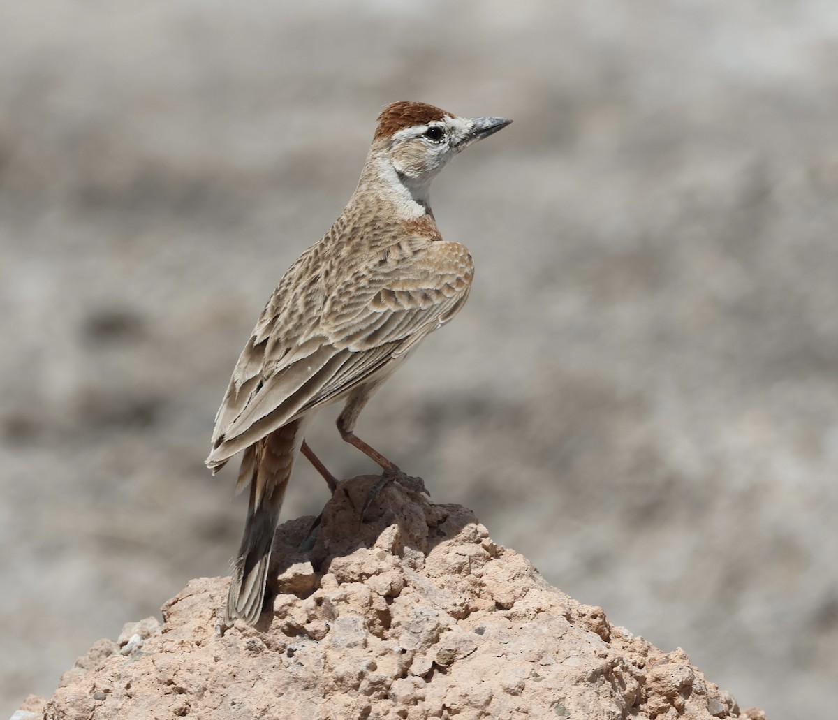 rustdverglerke - ML646635782