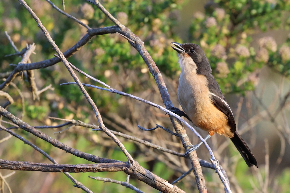 Southern Boubou - ML646635784