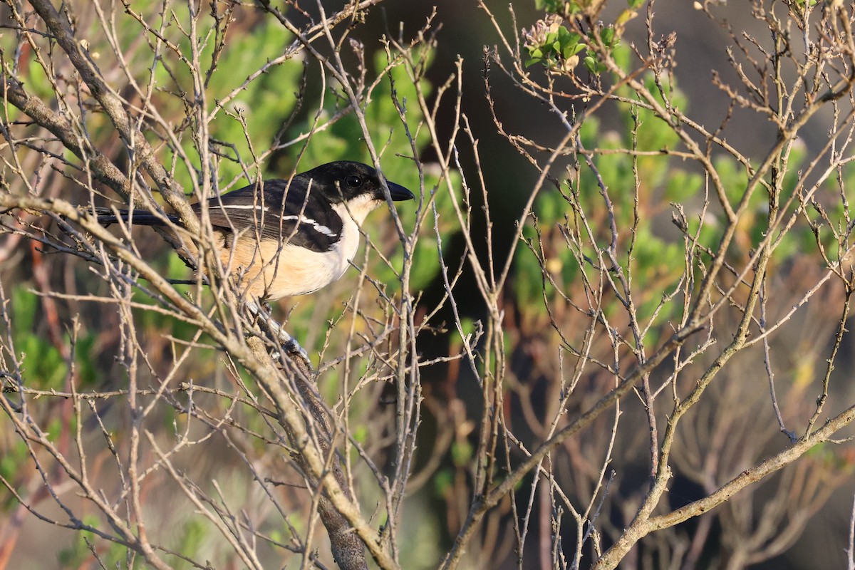 Southern Boubou - ML646635785