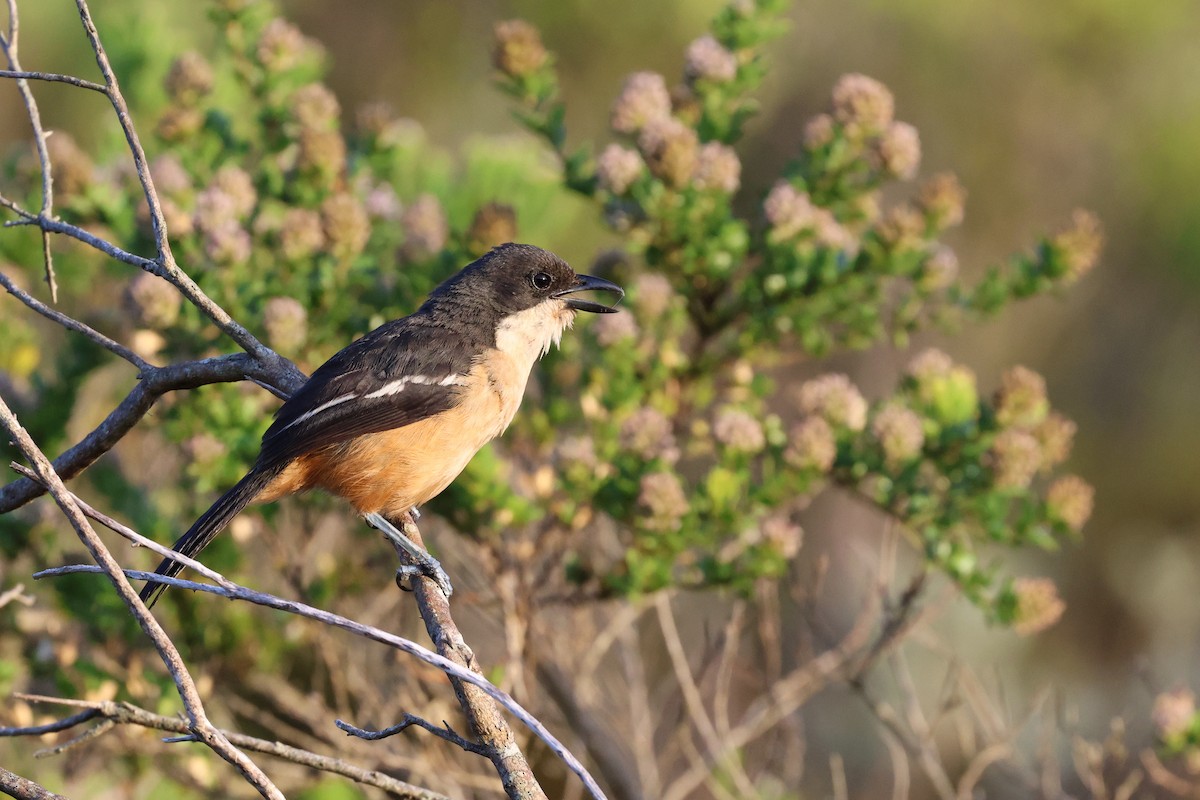 Southern Boubou - ML646635786