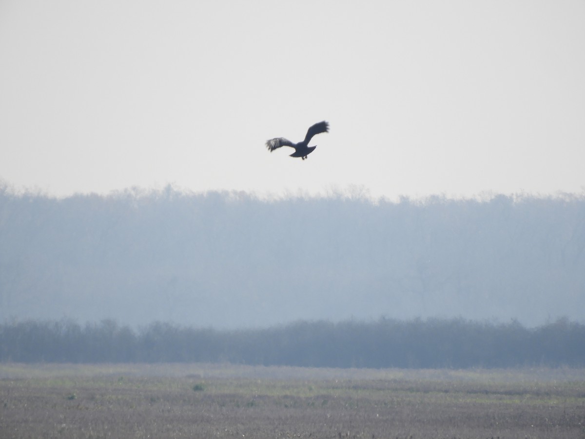 Common Raven - ML646635787